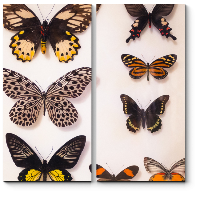 Модульная картина Разноцветные бабочки