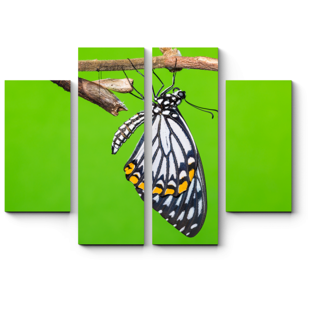 Модульная картина Один день из жизни бабочки