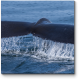 Модульная картина Хвост кита