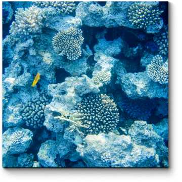 Модульная картина Коралловые рифы