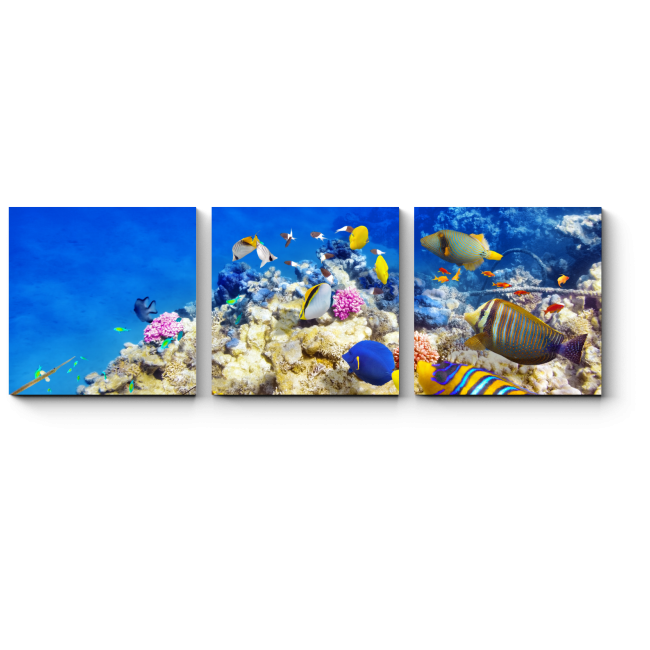 Модульная картина Яркие краски подводного мира
