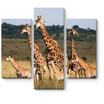 Модульная картина Большая семья жирафов