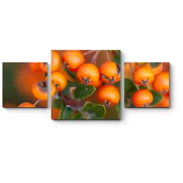 Модульная картина Спелые ягоды рябины