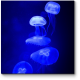 Медузы плывущие к свету