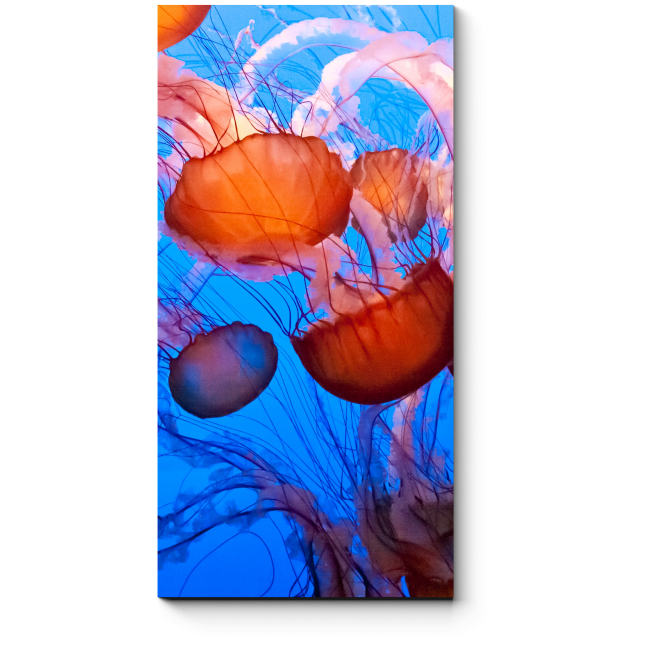Модульная картина Чарующие океанские медузы