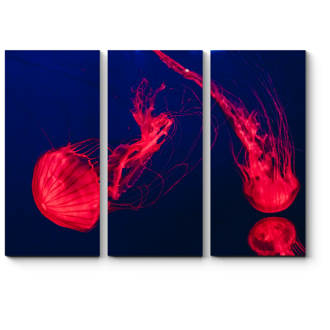 Модульная картина Алая медуза
