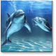 Счастливые дельфины