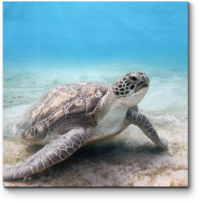 Модульная картина Чарующая подводная черепаха