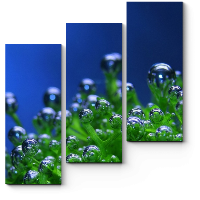 Модульная картина Пузырьки воды на водорослях