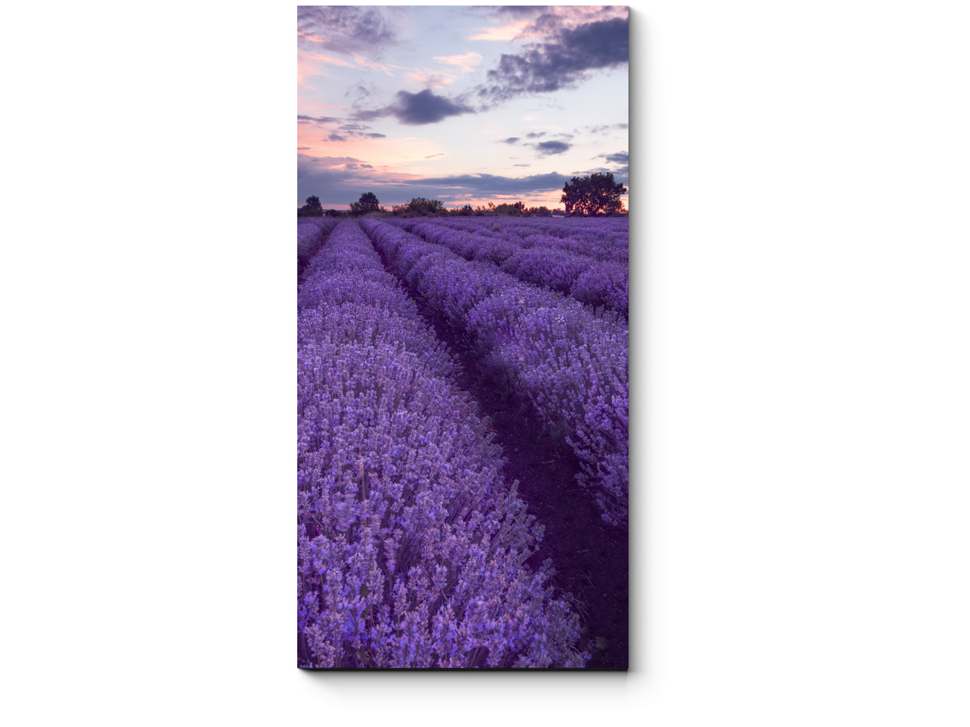 Cs092 lavanda