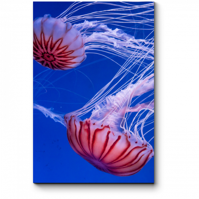 Модульная картина Чудесные медузы