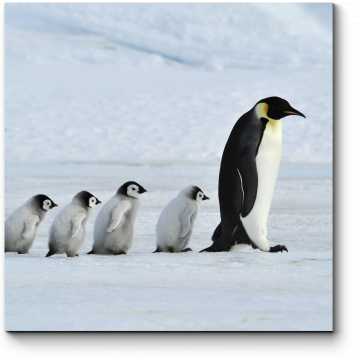 Модульная картина Семейство пингвинов на прогулке