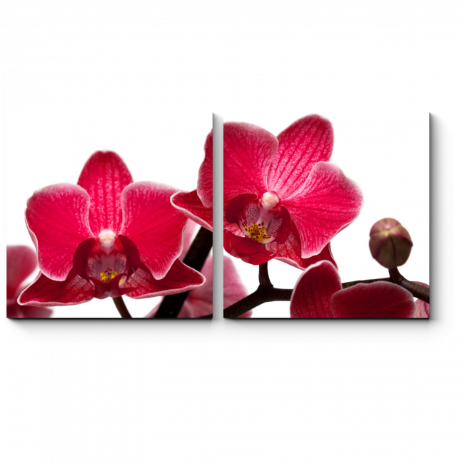 Модульная картина Магия орхидей