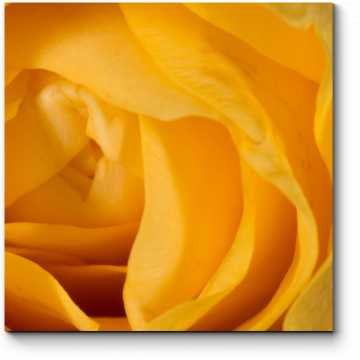 Модульная картина Солнечная роза