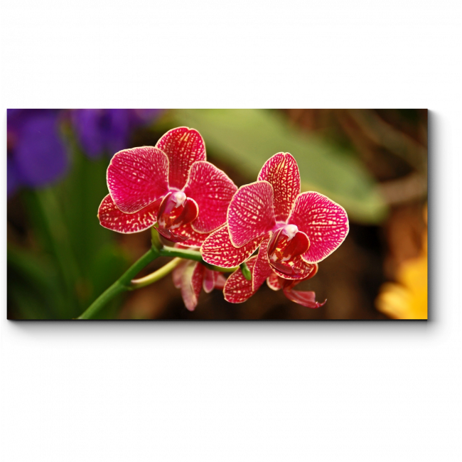 Модульная картина Невероятно красивая тропическая орхидея