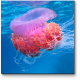 Розовая медуза под водой